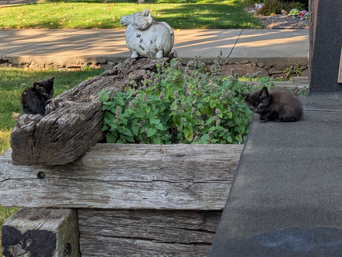 SkiRunLift's tweet photo. The feral kitties! 2 of 4 this morning. Little fuzzballs. Camille, our heads are too heavy to lift. π₯°π»
I had given them a pouch of kitten mousse. I think they are happy.
#caturday #feralkitty https://t.co/BOWFq2Cx9m