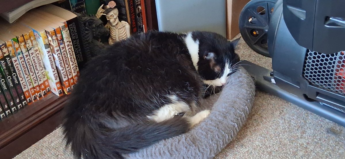 Guardioz's tweet photo. @TheTeshTube I know how you feel very well. Have cat pictures for something cute to look at. https://t.co/8tXvnYQ3yU