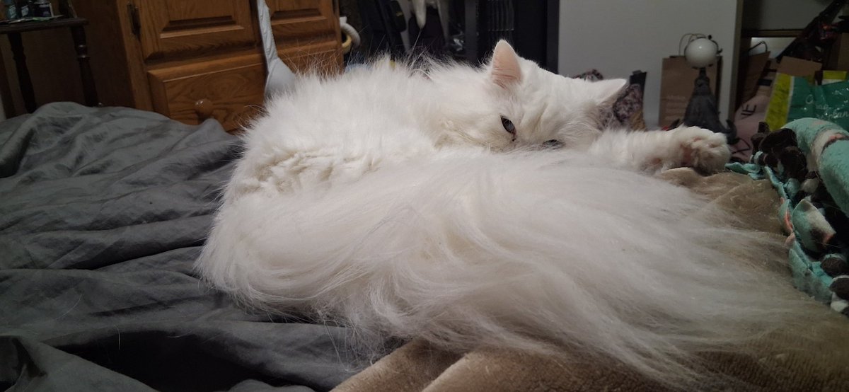 Guardioz's tweet photo. @TheTeshTube I know how you feel very well. Have cat pictures for something cute to look at. https://t.co/8tXvnYQ3yU