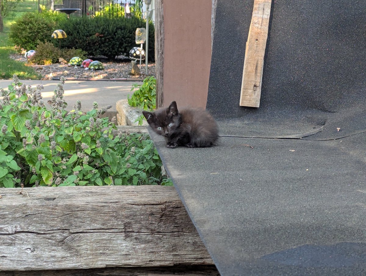 SkiRunLift's tweet photo. The feral kitties! 2 of 4 this morning. Little fuzzballs. Camille, our heads are too heavy to lift. π₯°π»
I had given them a pouch of kitten mousse. I think they are happy.
#caturday #feralkitty https://t.co/BOWFq2Cx9m