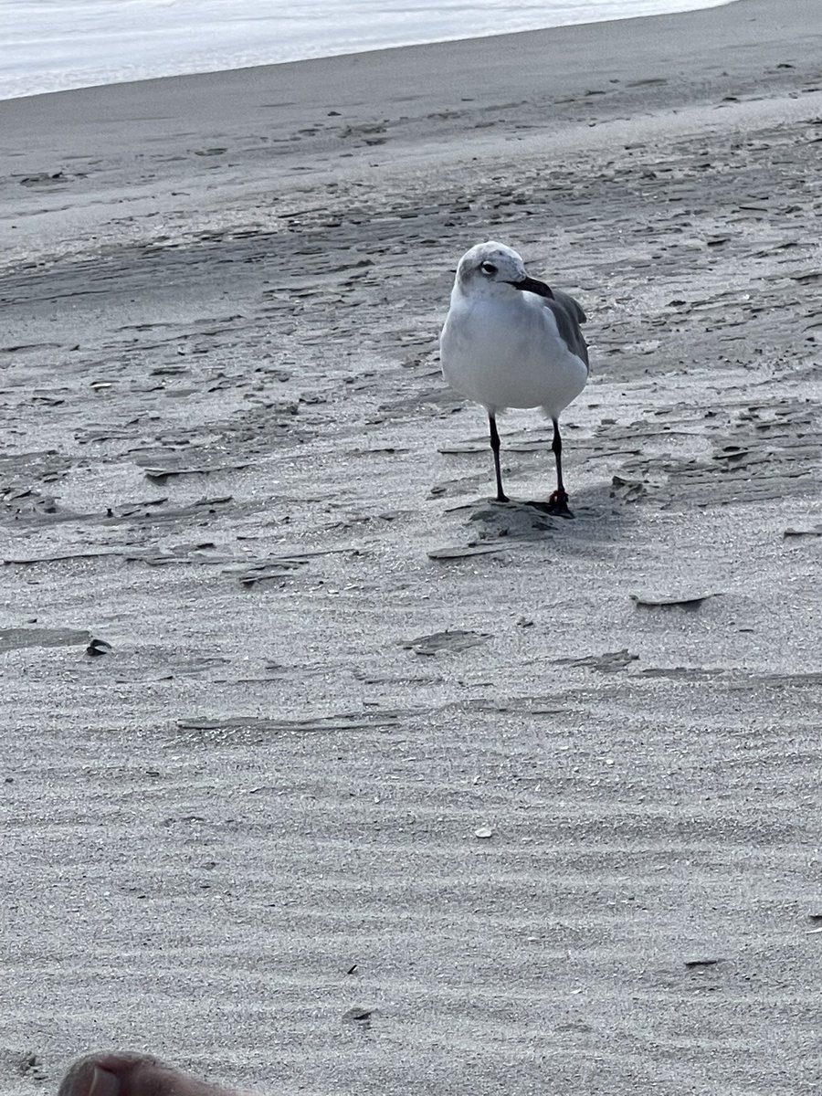 Mark Monforti tweet media