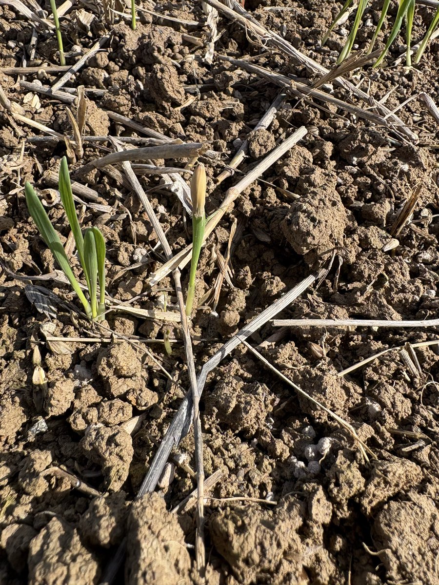Winter oats are up and away after 8 days! This little chap decided to keep his hat on in case of more showers.. #Farming #Harvest2025