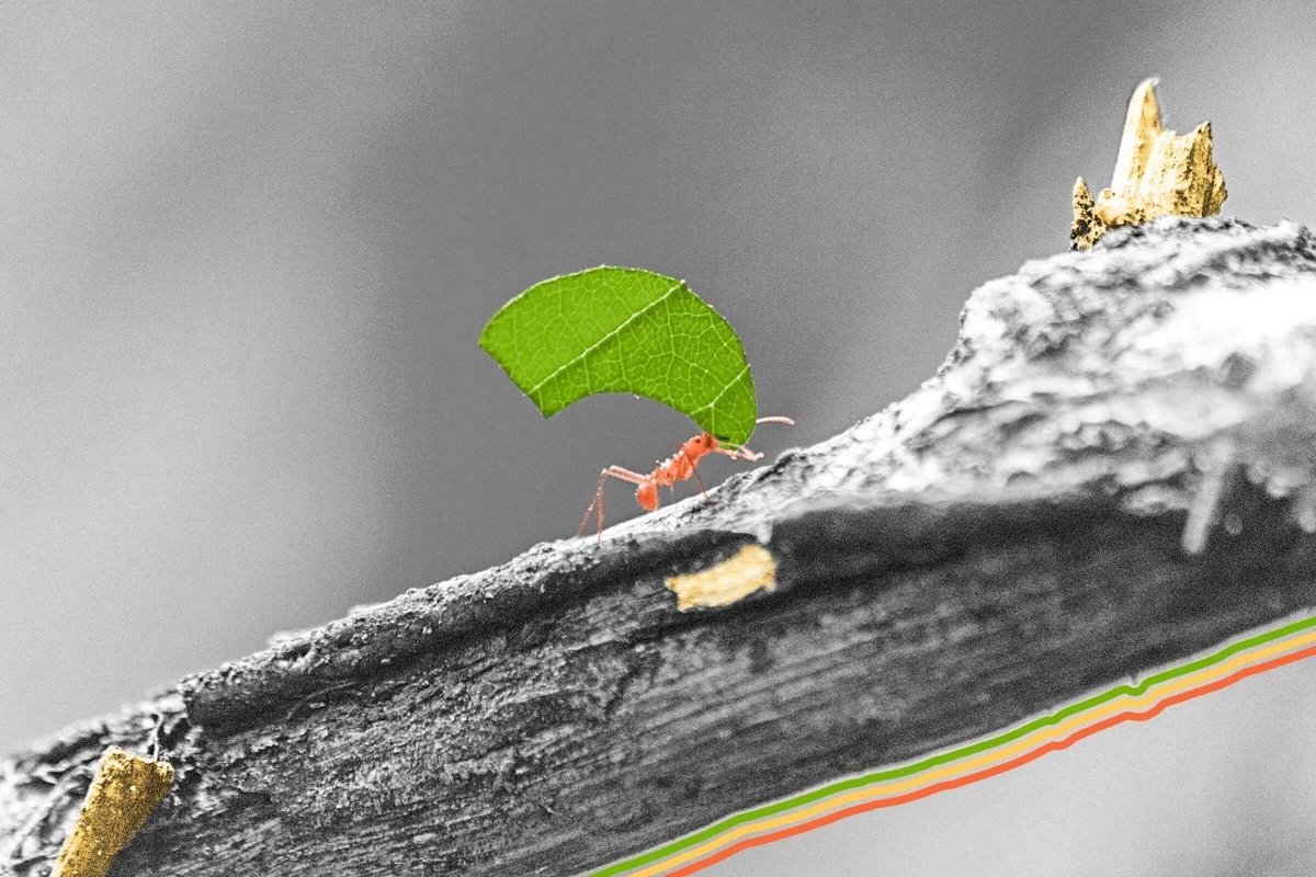 witzshared's tweet image. Just like humans — Some worker #ants don’t #work. buff.ly/0KuuKIO.