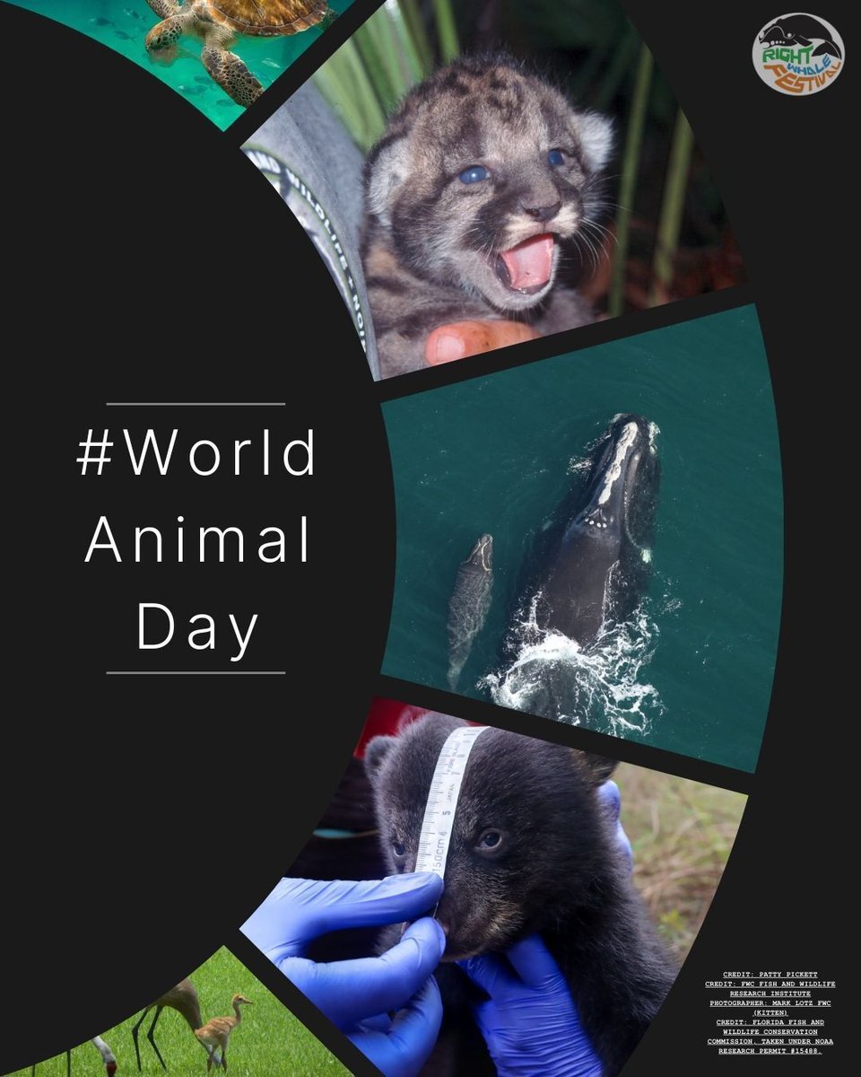 Right Whale Festival tweet media