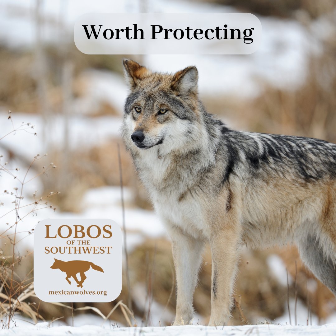 MexicanWolves's tweet image. It&apos;s World Animal Day. With many species in peril, learn what you can do to help endangered Mexican gray wolves at mexicanwolves.org.
