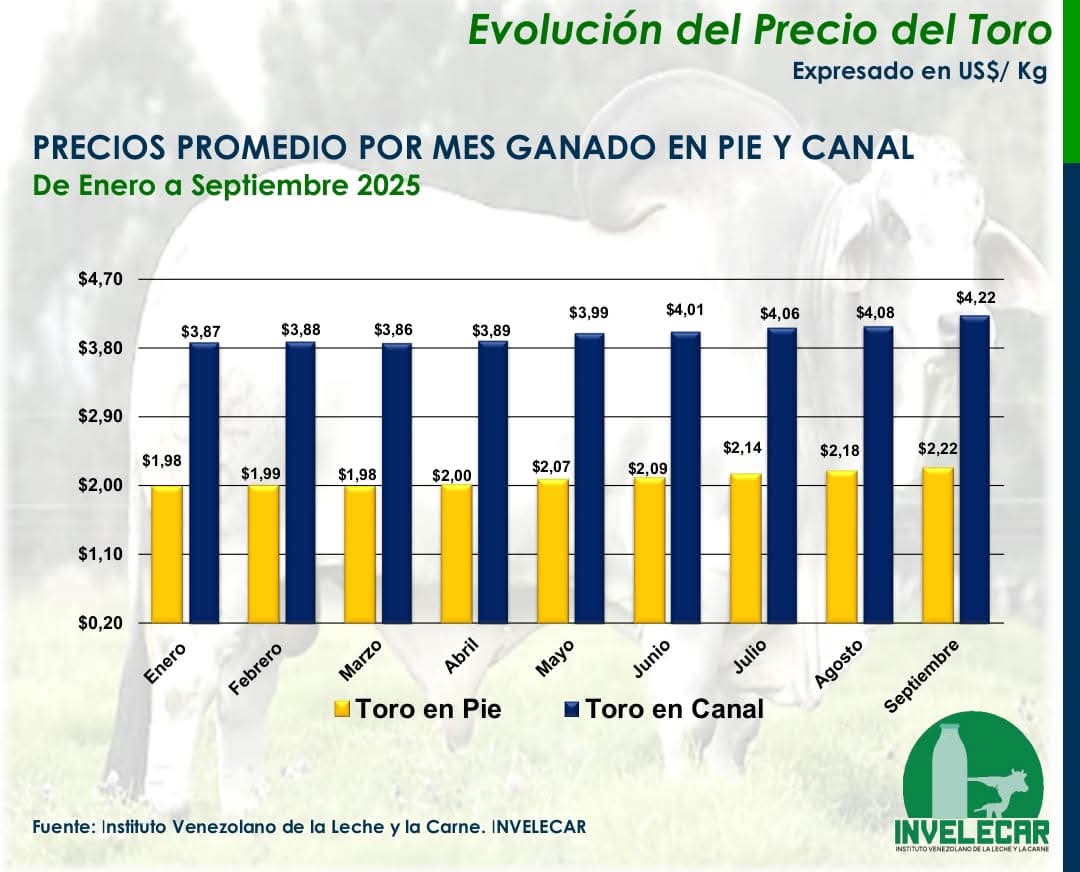 EVOLUCIÓN DEL PRECIO DEL TORO EN PIE Y CANAL. PRECIO PROMEDIO POR MES. 

Fuente: Instituto venezolano de la leche y la carne <a href="/invelecar/">@INVELECAR</a>

Boletín número 284. Semana 39 2025, del 25 de septiembre al 01 de octubre de 2025

#Venezuela #Ganadería #CampoCafeCiudad #AgroEconomía