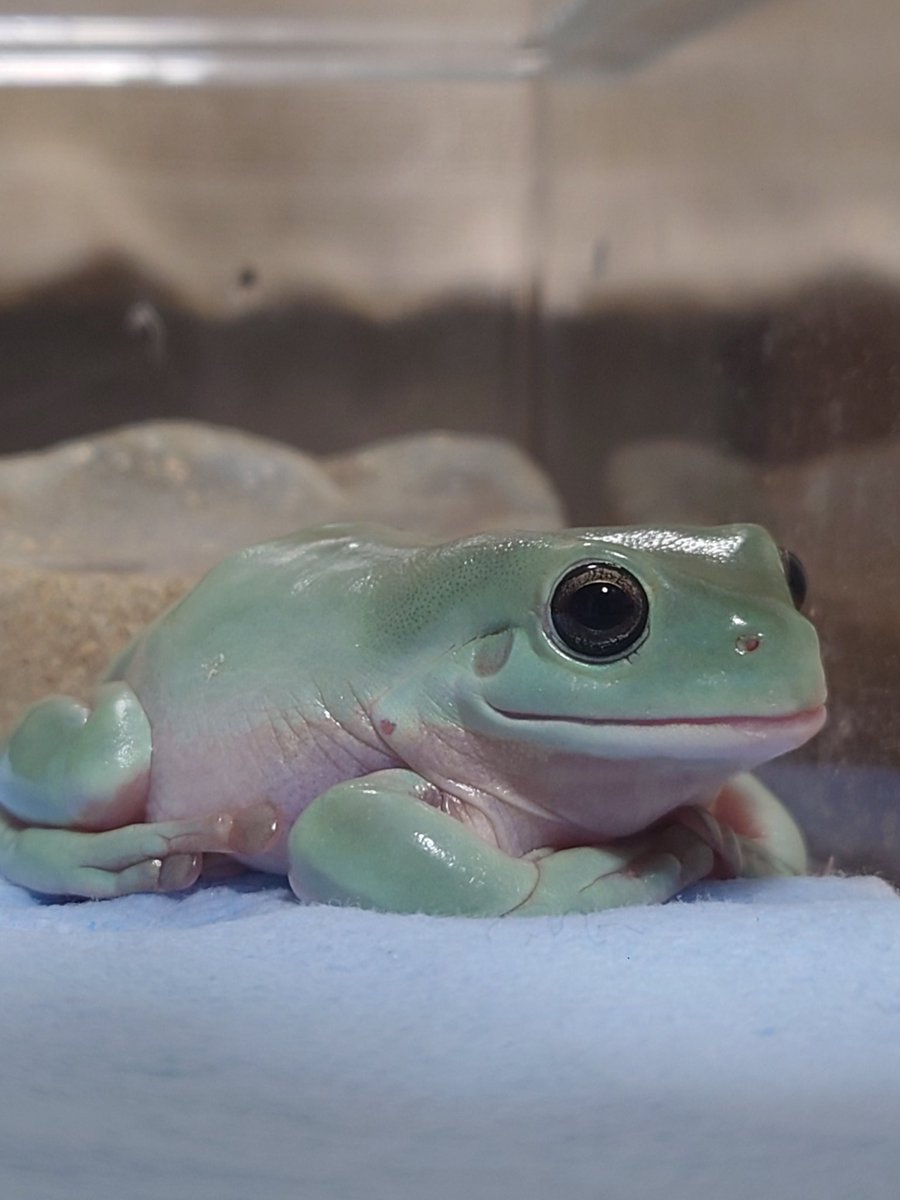 ﾋﾟｰﾏﾝッ゙