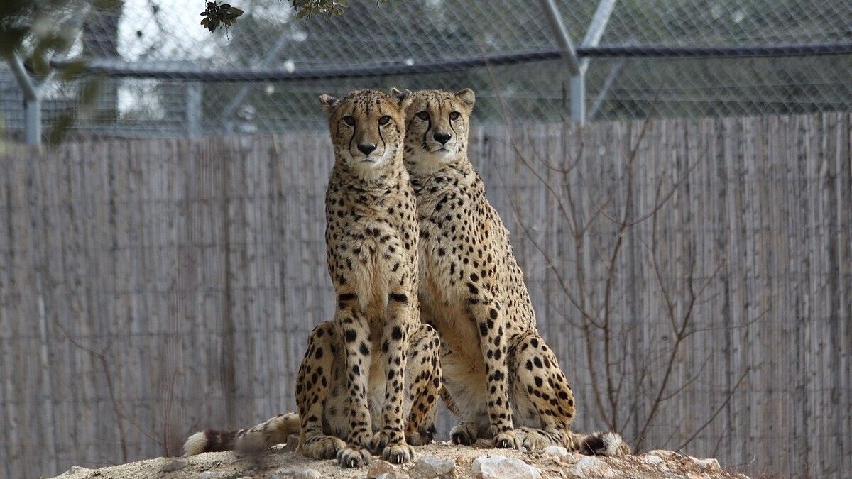 Sorties en famille : 7 lieux magiques pour rencontrer les animaux dans l’Hérault 🐆 buff.ly/DeTHCfp #Hérault #Occitanie #Tourisme