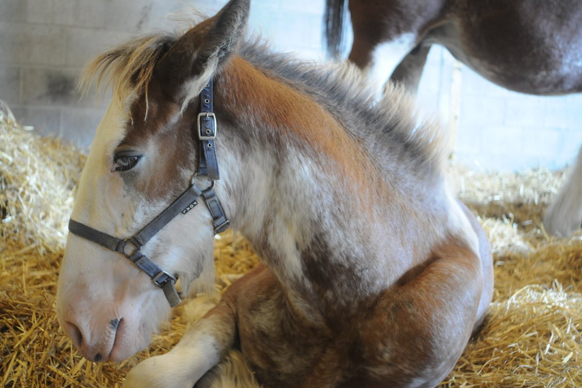 Markham Fair tweet media