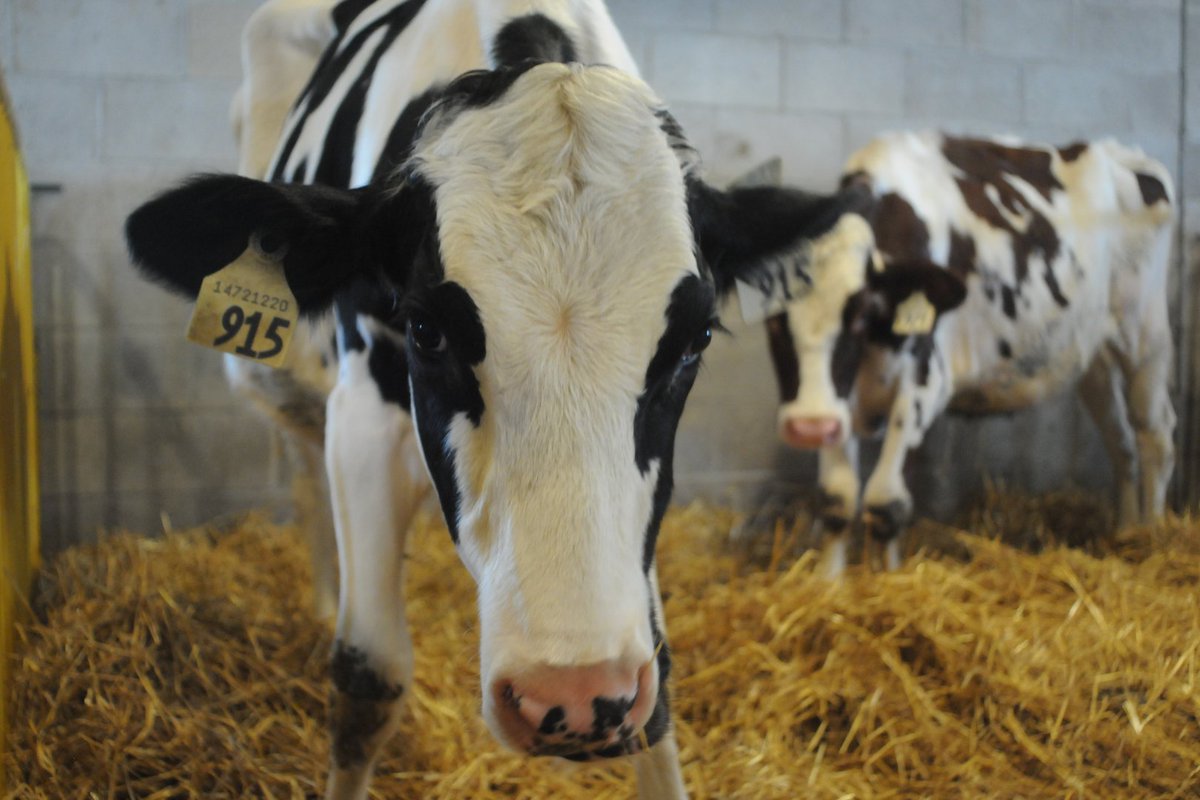 Markham Fair tweet media