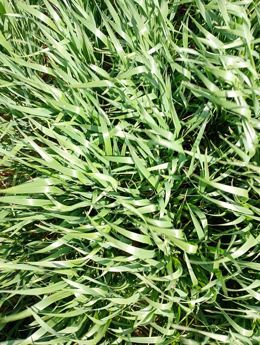 Aleferretti tweet media