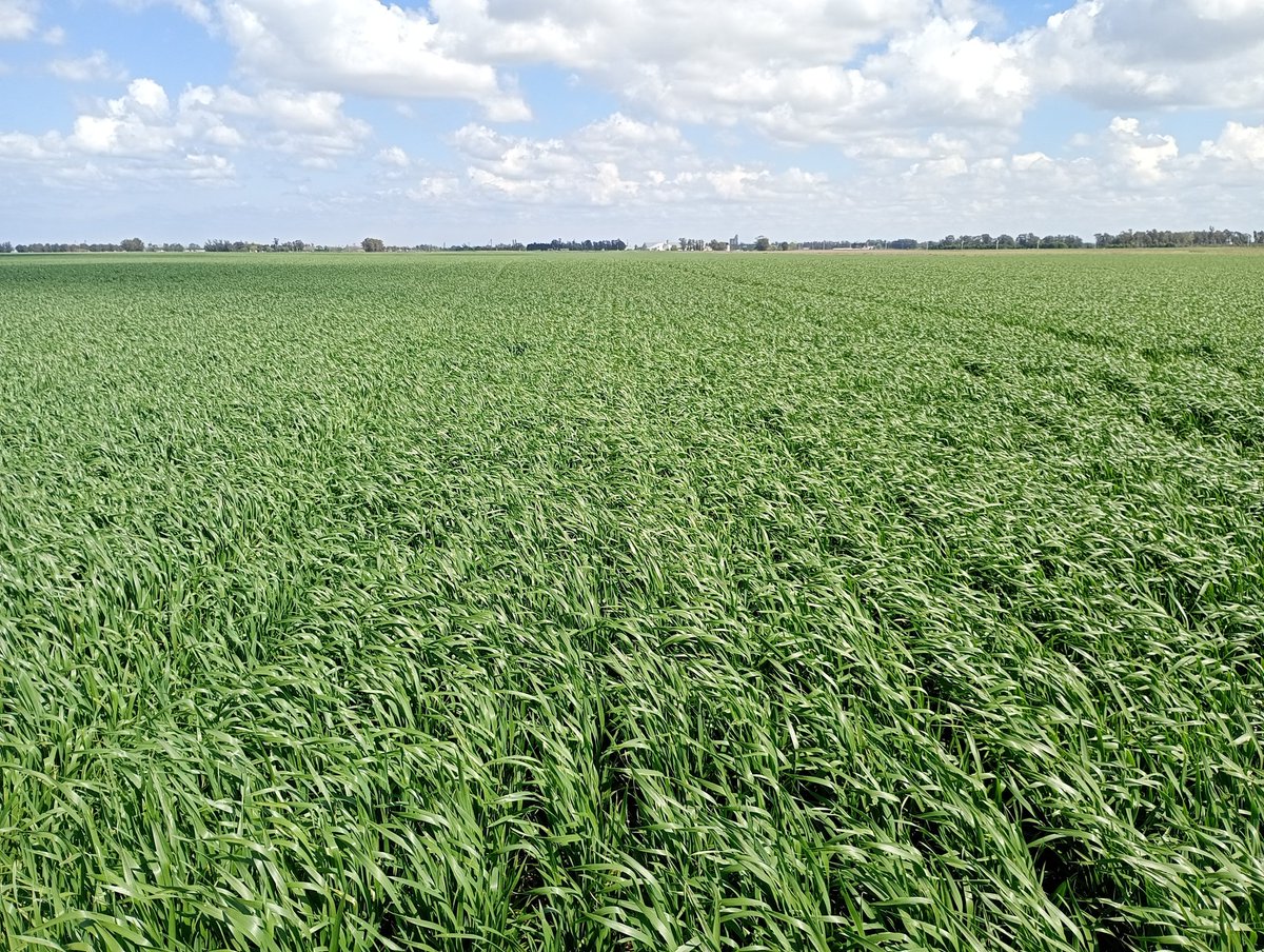 Aleferretti tweet media