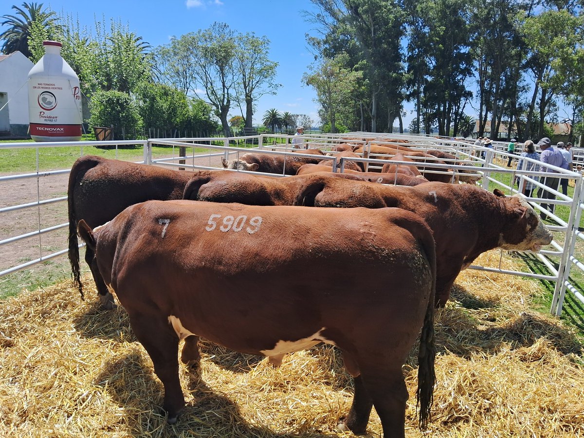 En Carpinteria <a href="/ZambranoyCia/">Zambrano & Cía.</a> con el remate de <a href="/SJ_Yaguari/">San José del Yaguarí</a> <a href="/hereforduy/">HEREFORD URUGUAY</a> y <a href="/AngusUruguay/">Angus Uruguay</a>