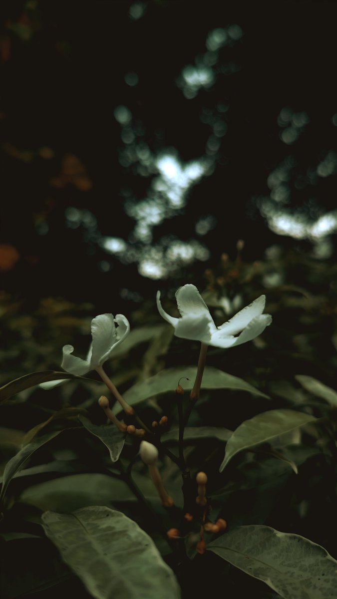 NeptuneX3's tweet image. #silence