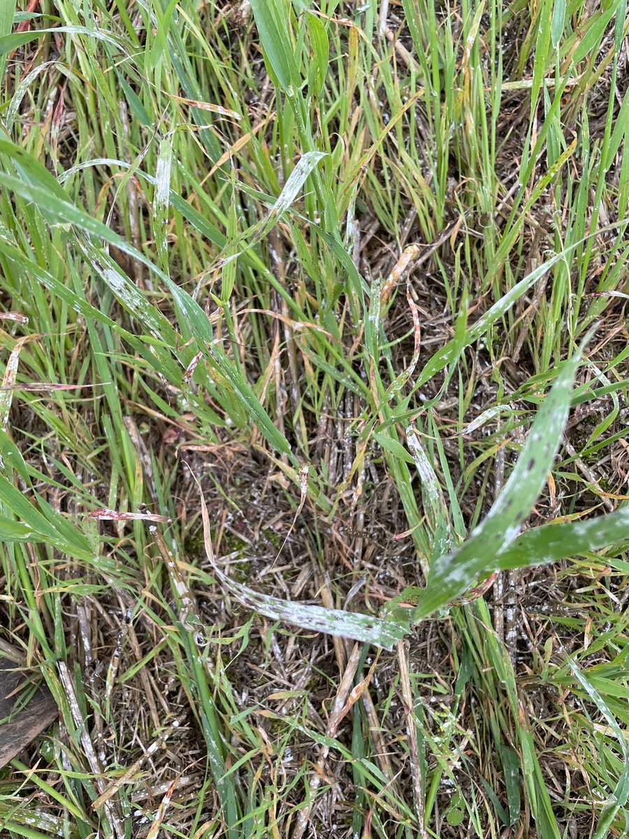 Tow And Fert Europe tweet media