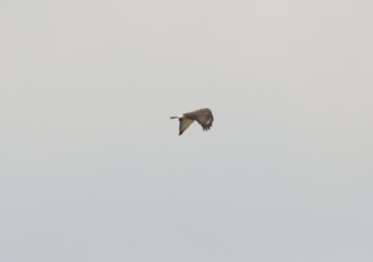Rough legged buzzard :-)