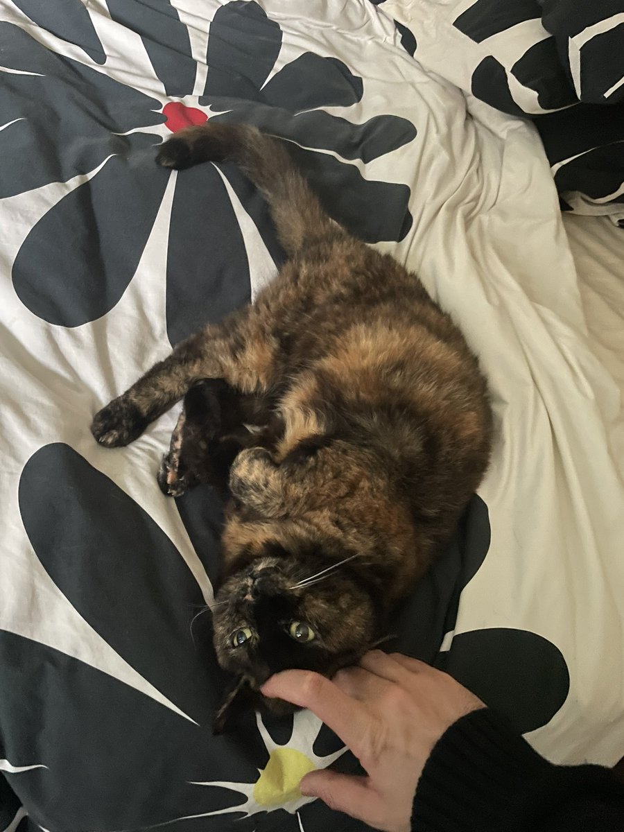 JeremyFilet's tweet image. It&apos;s a harsh world out there, so, here is my cat.. claiming the stairs, and making a mess of the back bedroom&apos;s bedsheets...