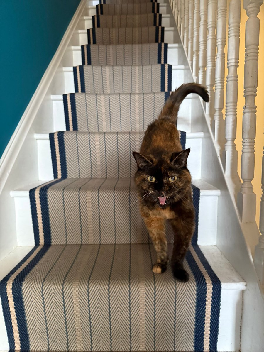 JeremyFilet's tweet image. It&apos;s a harsh world out there, so, here is my cat.. claiming the stairs, and making a mess of the back bedroom&apos;s bedsheets...
