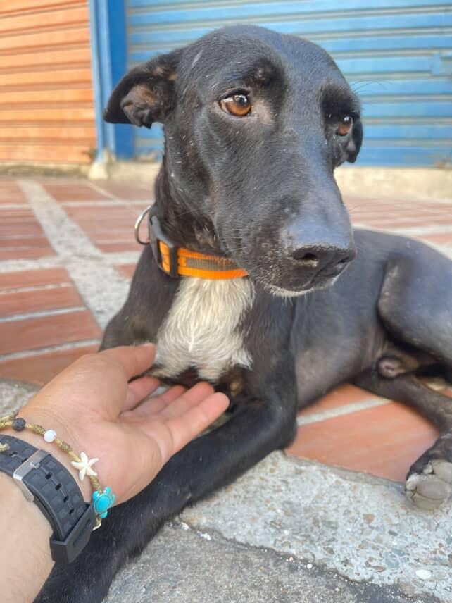 Yang está extraviado desde ayer en la noche. Vive en el centro de Porlamar. Es un perrito epiléptico. Ayer después de una convulsión se escapó. #extraviado #islademargarita