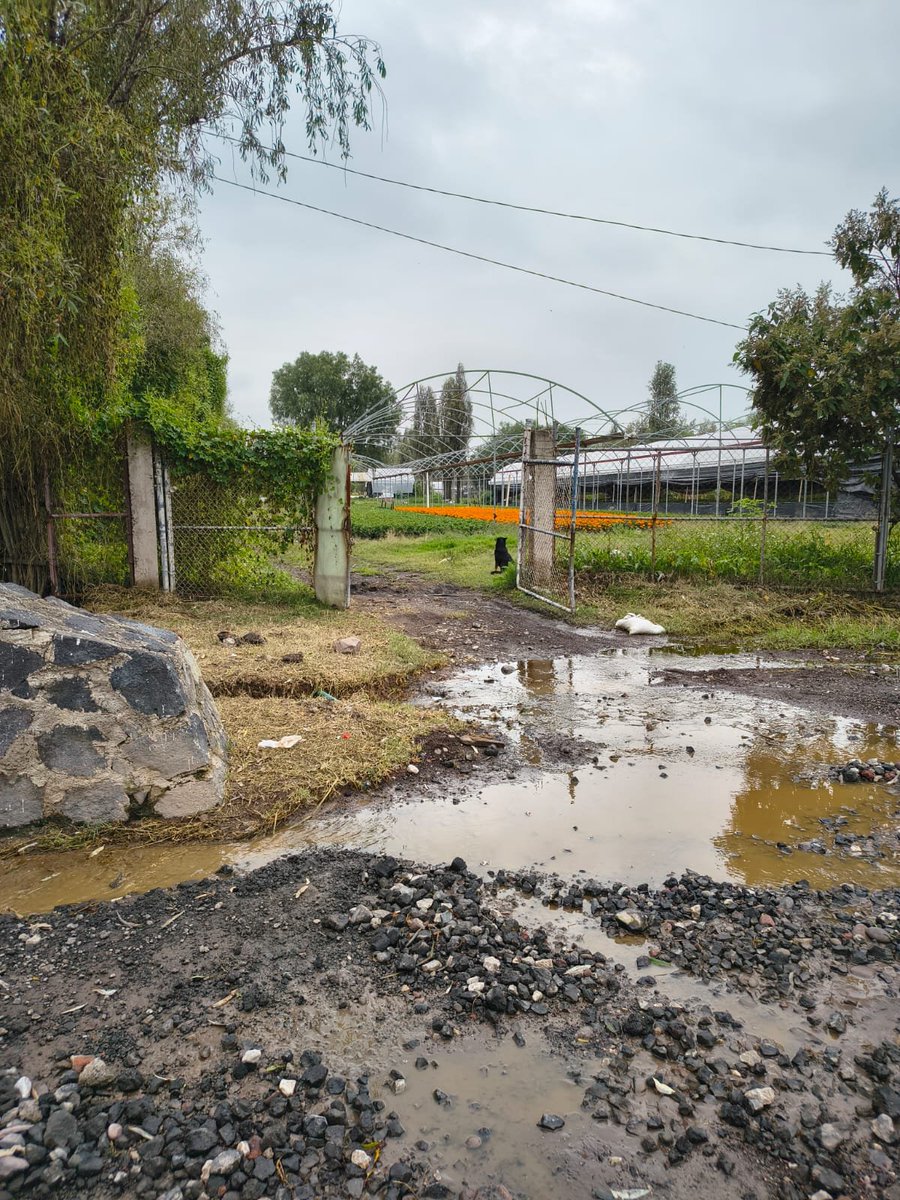 SEGIAGUA's tweet image. #Tlaloque2025 #BrigadaSEGIAGUA 👷🏼‍🛠 continúa con trabajos preventivos de desazolve en📍Canal de Chalco, en los límites de @TlahuacRenace y @XochimilcoAl. #OperativoLluvias2025 🌧 @GobCDMX