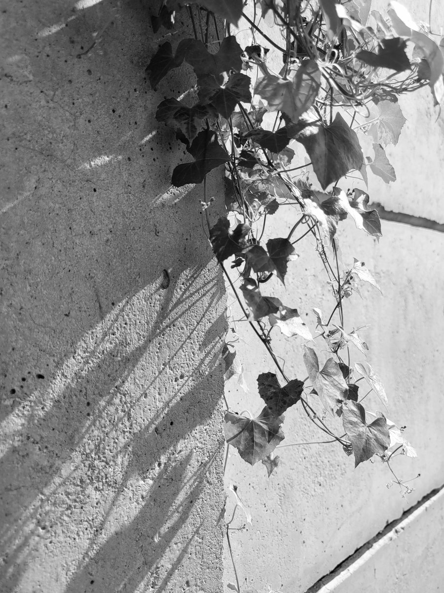 Seek for me, though only my shadow remains,

<a href="/samsungID/">Samsung Indonesia</a>
<a href="/Snapdragon/">Snapdragon</a>
#ShootOnSnapdragon 
#withGalaxy