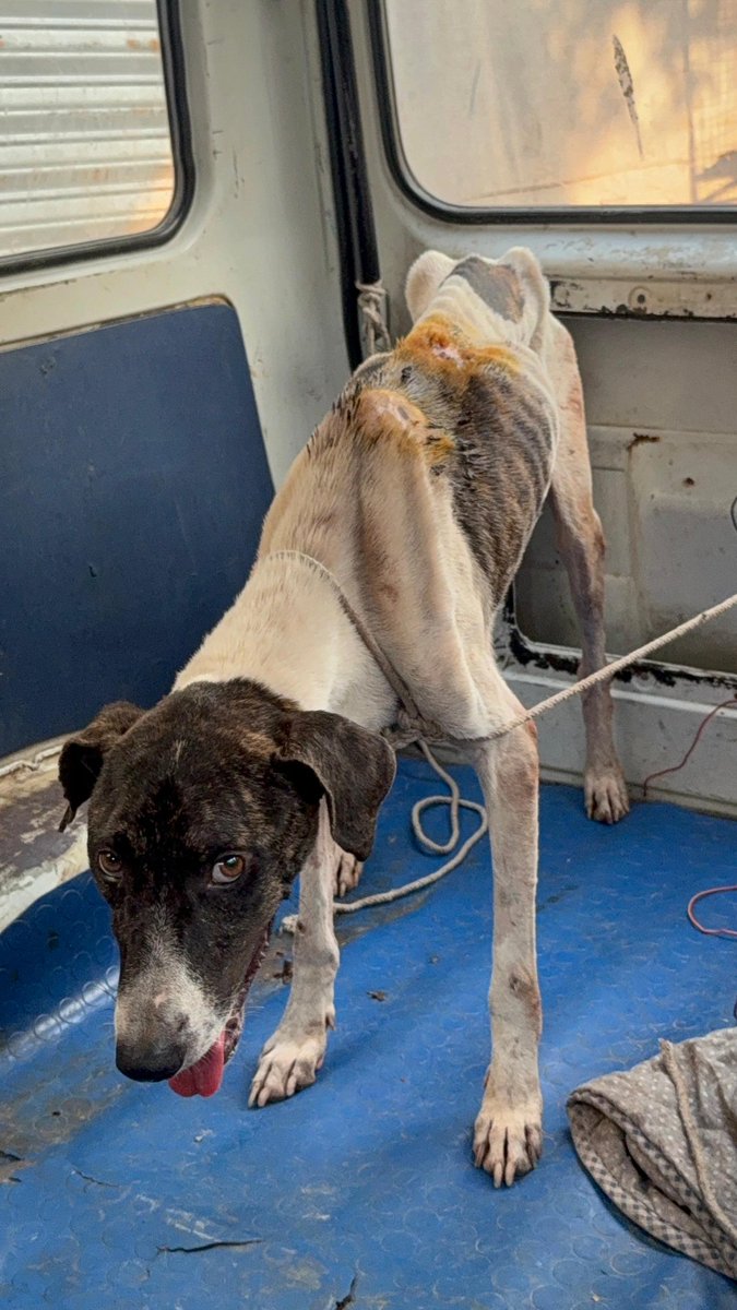 Tahira Animal Welfare Foundation - TAWF tweet media