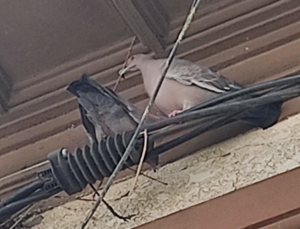 Amor en cortocircuito...