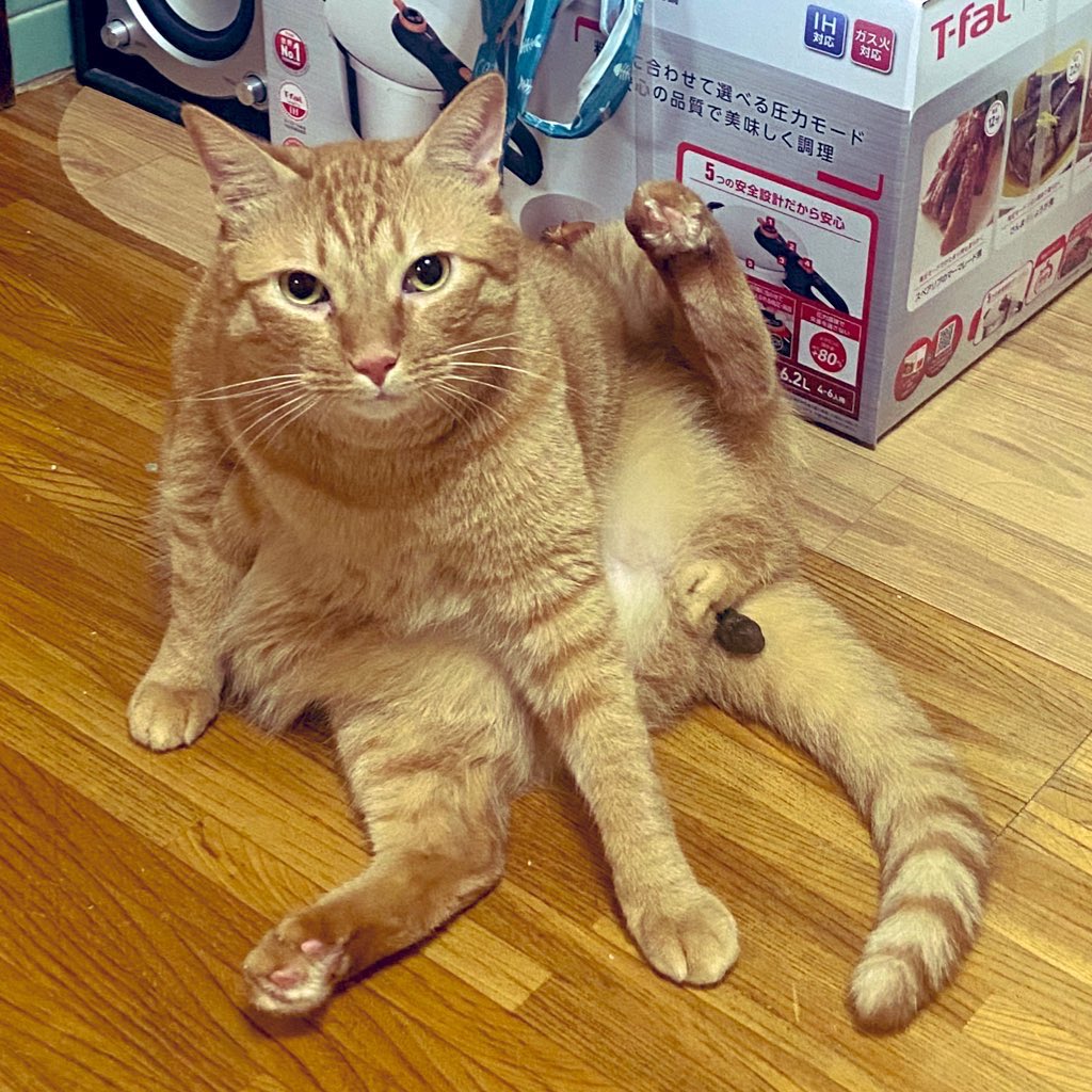 chibituna222's tweet photo. こんばんは＼(^▽^)／！
お久しぶりの猫たちです https://t.co/lMOThkYN54