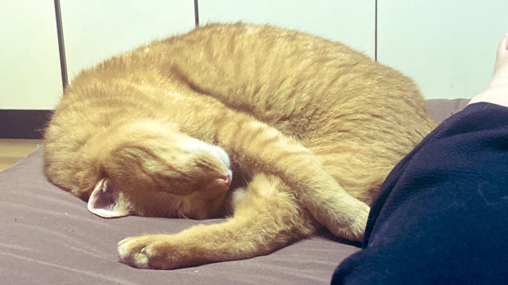 chibituna222's tweet photo. こんばんは＼(^▽^)／！
お久しぶりの猫たちです https://t.co/lMOThkYN54