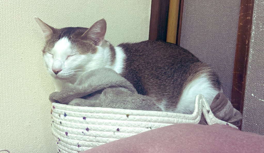 chibituna222's tweet photo. こんばんは＼(^▽^)／！
お久しぶりの猫たちです https://t.co/lMOThkYN54