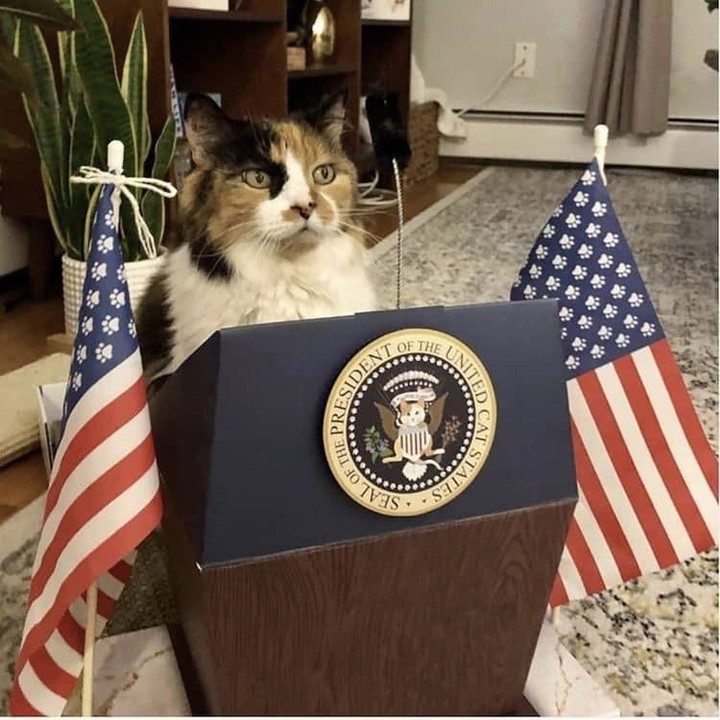 Punch Cat (@punchingcat) on Twitter photo 