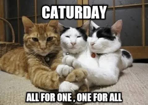 PoP_Essence's tweet photo. Happy #Caturday! May your coffee be strong and your cat be slightly less judgmental than usual. ☕🐾 https://t.co/HGZs2tOF5m