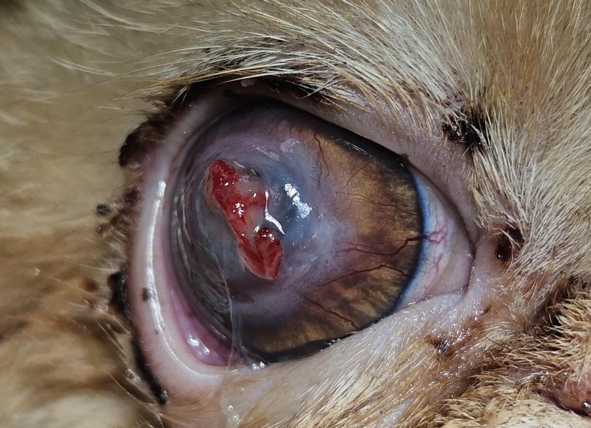 MiauMiauu1999's tweet image. 💔 Gienio – kotek, który przeszedł piekło, a mimo to wciąż walczy o życie i… wzrok.
FIP to nie wyrok, jeśli damy mu szansę. Każda wpłata to kolejny dzień, w którym Gieniuś może biegać, tulić się i cieszyć się światem.

pomagam.pl/gienio

#PomocDlaGienia #kot #adopcja