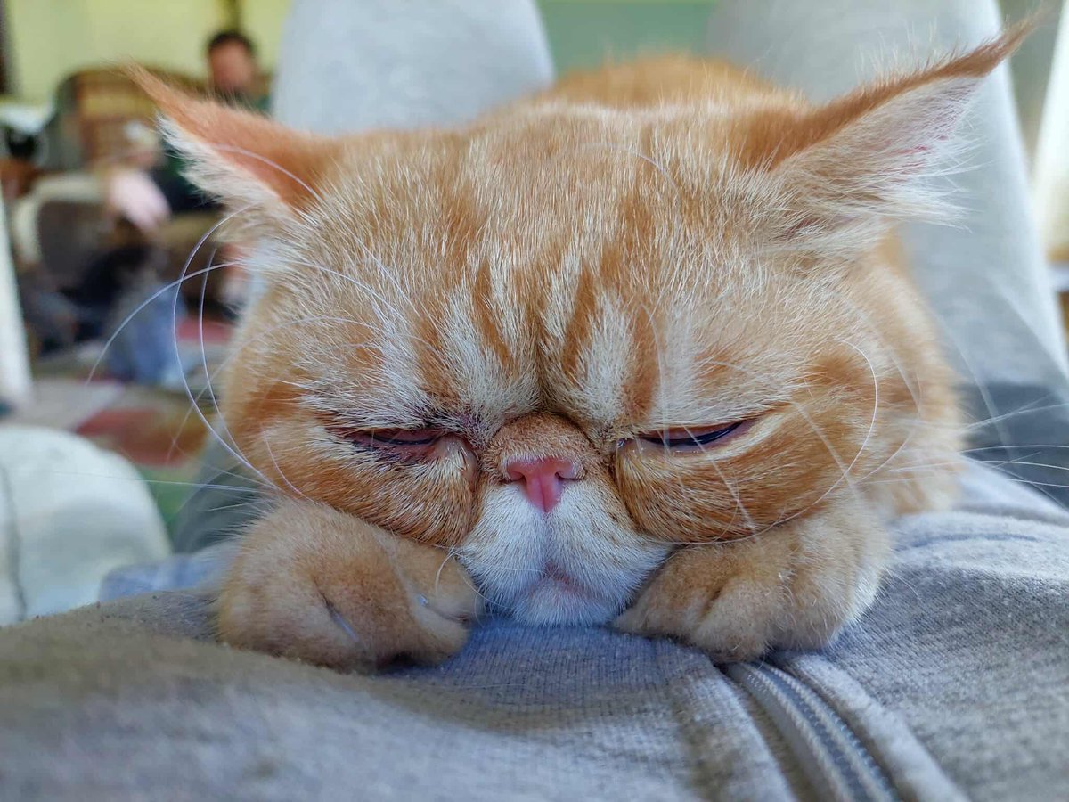 MiauMiauu1999's tweet image. 💔 Gienio – kotek, który przeszedł piekło, a mimo to wciąż walczy o życie i… wzrok.
FIP to nie wyrok, jeśli damy mu szansę. Każda wpłata to kolejny dzień, w którym Gieniuś może biegać, tulić się i cieszyć się światem.

pomagam.pl/gienio

#PomocDlaGienia #kot #adopcja