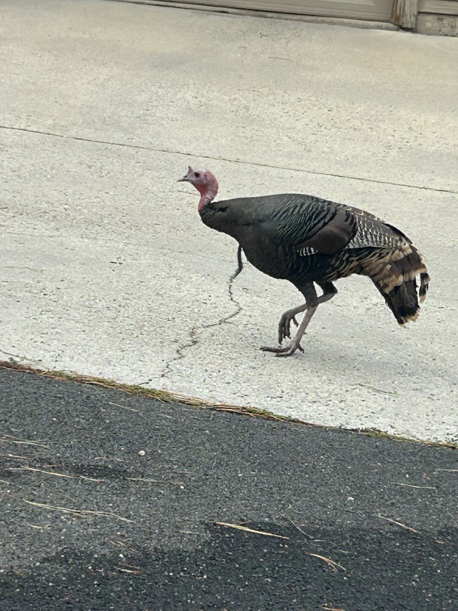 Turkee