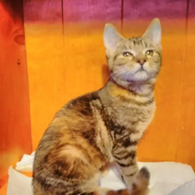 ChocolateLeaves tweet media