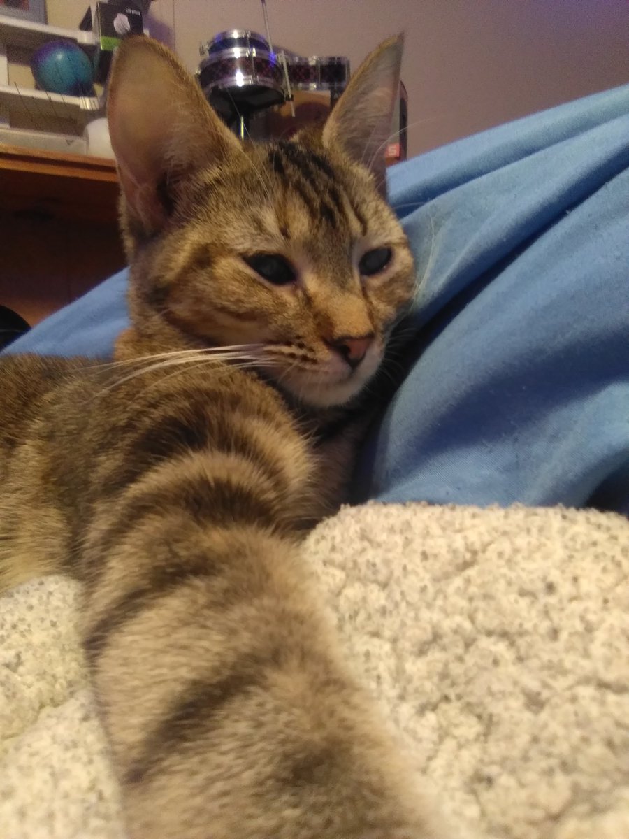 ChocolateLeaves tweet media