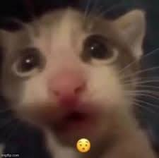 Okami tweet media