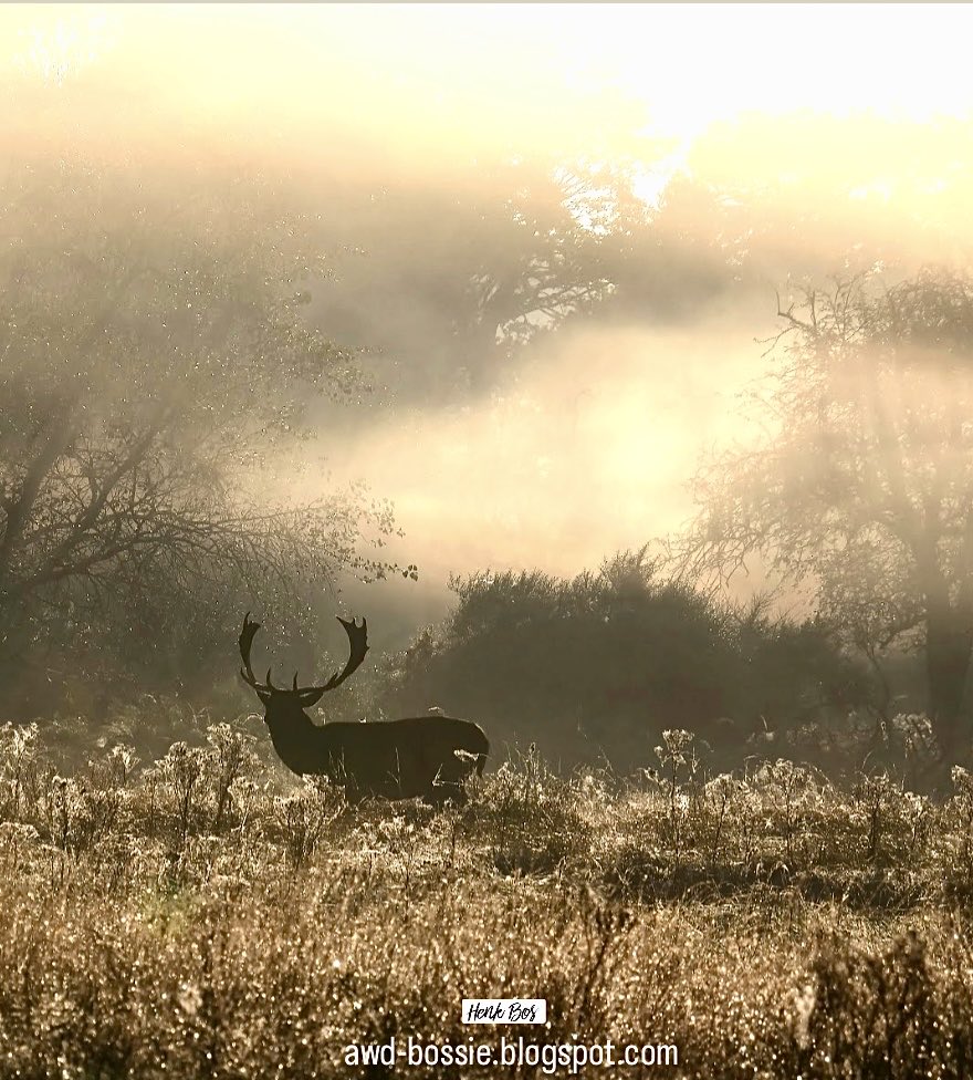 awdbossie's tweet photo. Amsterdamse Waterleidingduinen AWD …. Damherten Bronst.
Do you see the sun - it's a brand new day …Oh, the world's in your hands, now use it
What's past is past, don't turn around ..Brush away the cobwebs of freedom.
#awd #natuur #amsterdamsewaterleidingduinen #duinen #bronst https://t.co/Y7ysD9039j