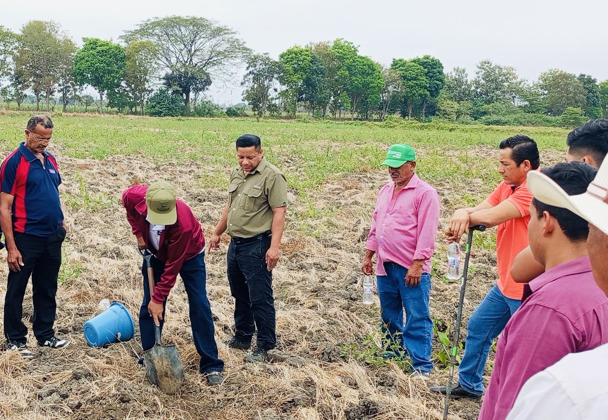 AgriculturaEc's tweet photo. ⸻
#LosRíos 🌱 | Junto a @INIAPECUADOR fortalecemos los conocimientos del campo con el Taller teórico-práctico de Muestreo de Suelos y Agua, realizado en la Estación Experimental Litoral Sur.
👩🌾 Participaron 7 organizaciones beneficiarias del Proyecto #DESATAR, que ahora cuentan con mejores herramientas para analizar sus suelos y gestionar el uso del agua, impulsando una agricultura más eficiente, técnica y sostenible.
#ElNuevoEcuadorImpulsa