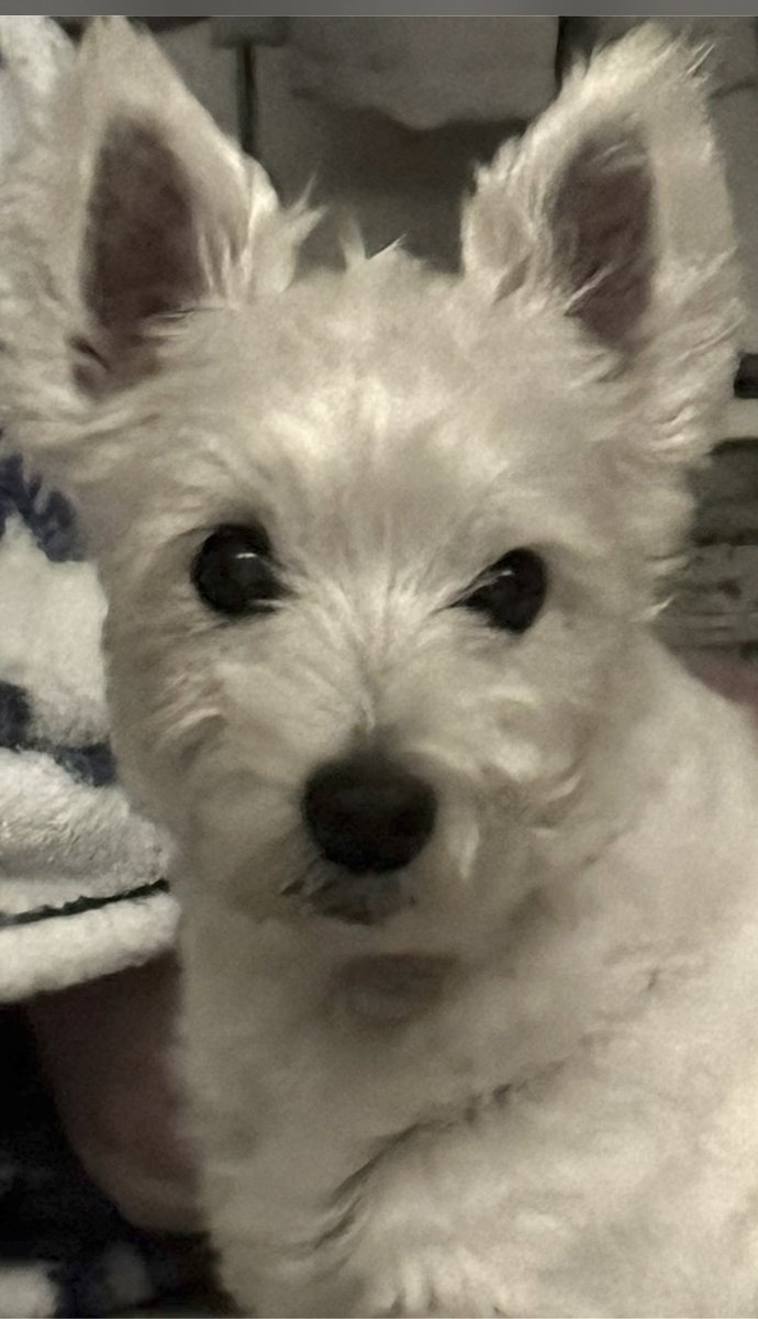 tiede32413's tweet photo. @HeavenWestie I envision this as my departed Westie in doggie heaven. https://t.co/JEoP3La6ME