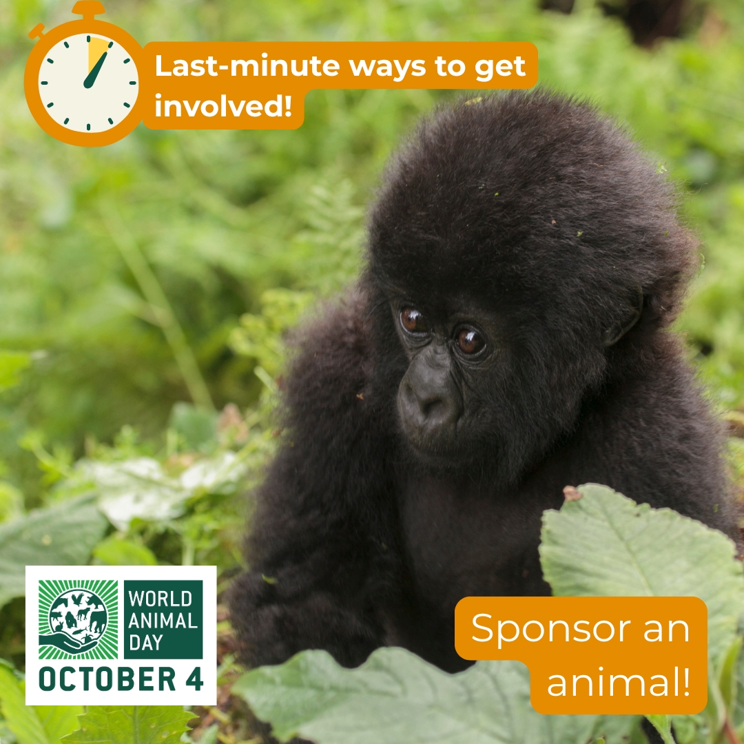 Searching for the perfect gift for the animal lover in your life? 🐾💚

This #WorldAnimalDay, why not sponsor an animal in their name? It’s a thoughtful way to celebrate kindness and give back to the creatures who share our planet, and help protect them for the future. 🌍