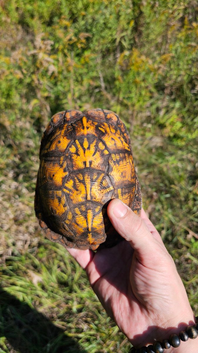 shinobi555666's tweet image. Stay out of the roads little guy. Best of luck to you in the future.  #boxturtle #Michigan