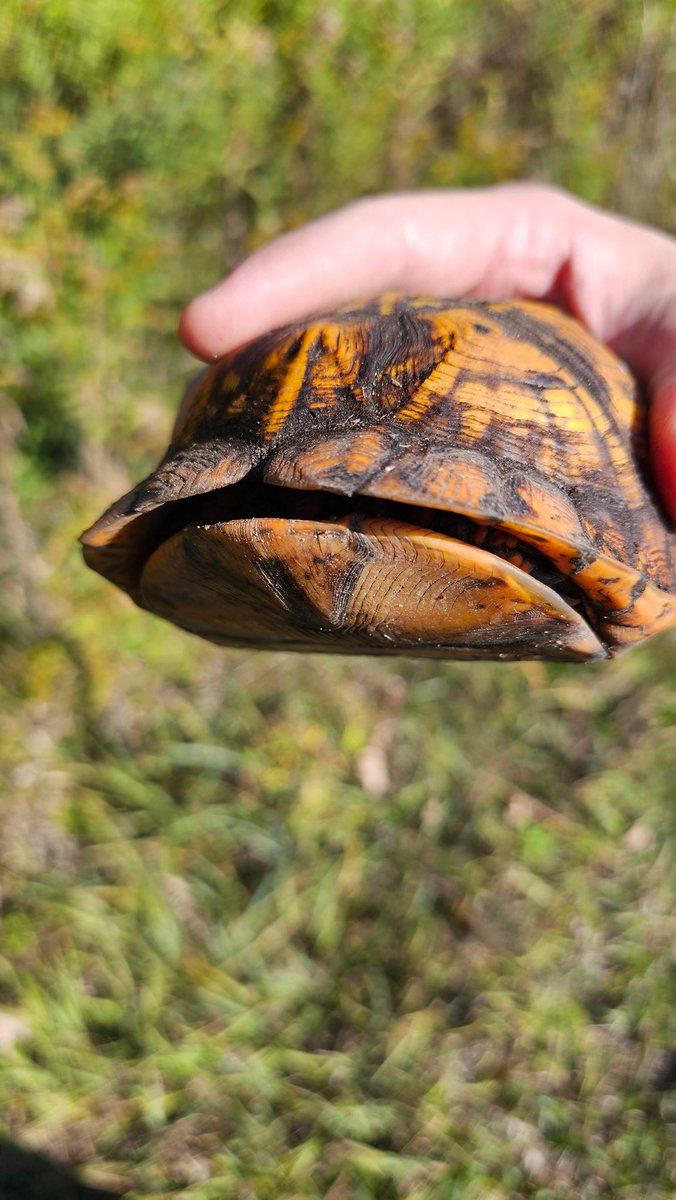 shinobi555666's tweet image. Stay out of the roads little guy. Best of luck to you in the future.  #boxturtle #Michigan