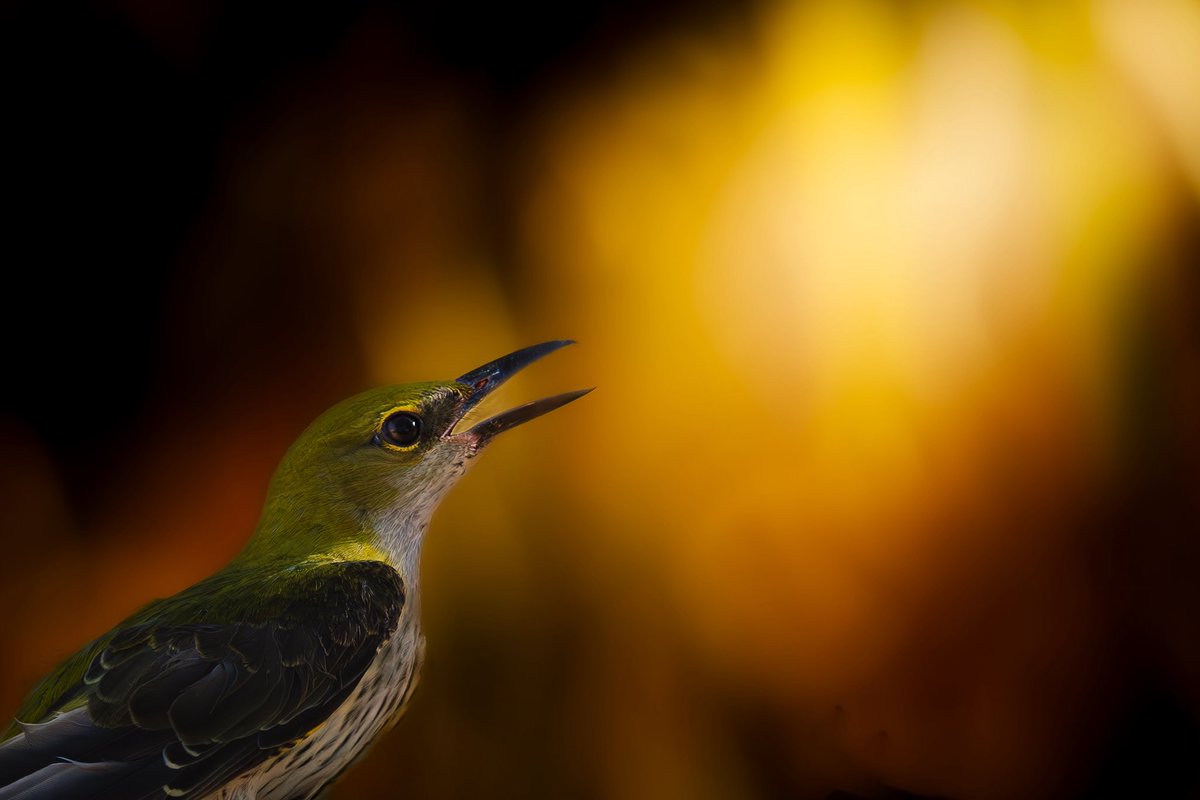 غادر شهر سبتمبر
وغادرت معه أجمل الطيور المهاجرة :
الصفاري ( الذكر ) والخضاري ( الأنثى )
💛🖤💚
صفارية أوراسية من #طيور_الجوف 
💙

تقدر تحددهم يمين ويسار ؟
🧐
