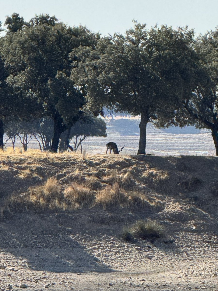 Hoy he disfrutado de un día de campo con la bici, y con el premio adicional de escuchar la berrea. Como me gusta el otoño.
