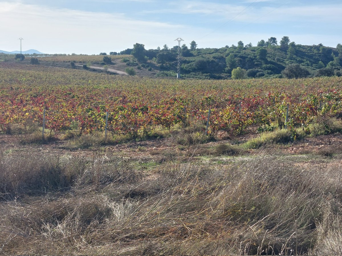 Veis este paisaje, pues dentro de poco no lo veréis,  se convertirá en  un mar de placas fotovoltaicas baho el nombre de "Limonero solar" que tiene su aquel.