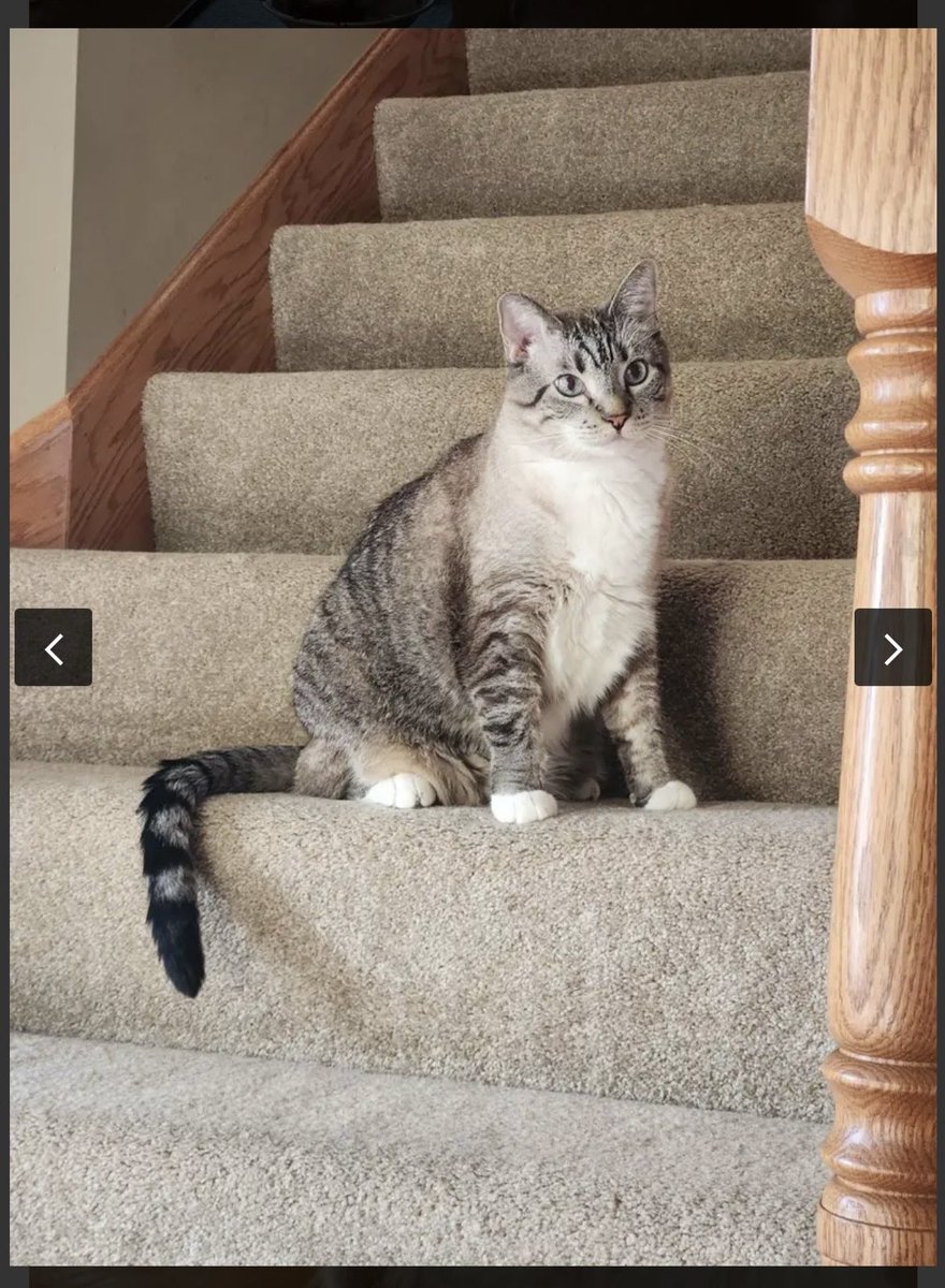 ItsMeDeaner's tweet image. Of course Ollie hides from our Rover sitter.. he has #strangerdanger written into his profile 😁 he has his emotional support brofur 💘