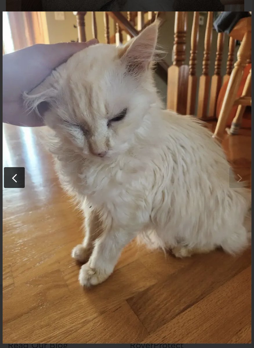 ItsMeDeaner's tweet image. Of course Ollie hides from our Rover sitter.. he has #strangerdanger written into his profile 😁 he has his emotional support brofur 💘