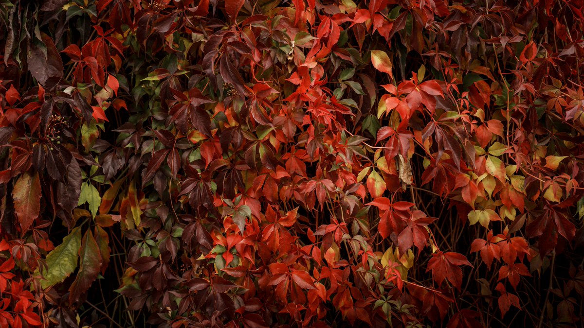 maciej_murawski's tweet image. Autumn in full force. 🍂

📸: Sony a7IV + Sony 35mm F/1.4 GM